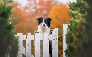 38 Dreamy Moments Of Pets That I Caught On Camera
