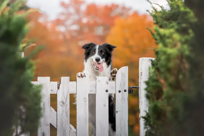 38 Dreamy Moments Of Pets That I Caught On Camera