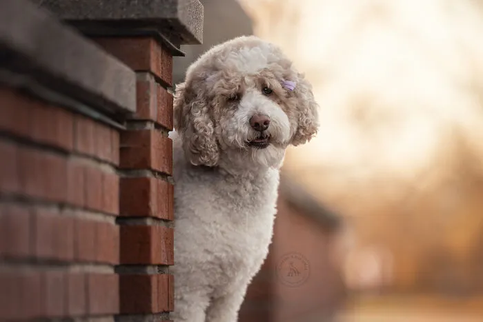 38 Dreamy Moments Of Pets That I Caught On Camera