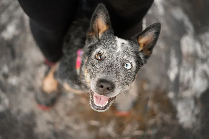 38 Dreamy Moments Of Pets That I Caught On Camera
