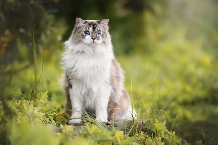 38 Dreamy Moments Of Pets That I Caught On Camera