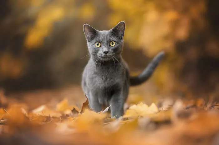 38 Dreamy Moments Of Pets That I Caught On Camera
