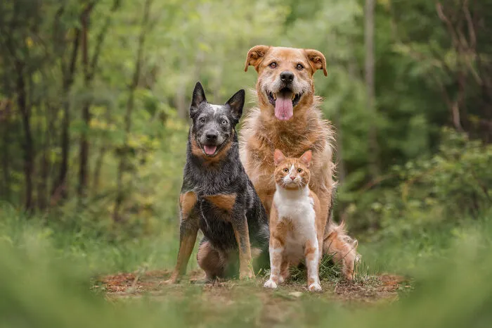 38 Dreamy Moments Of Pets That I Caught On Camera