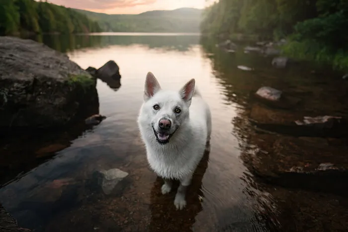 38 Dreamy Moments Of Pets That I Caught On Camera