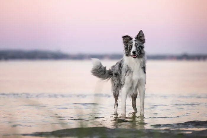 38 Dreamy Moments Of Pets That I Caught On Camera