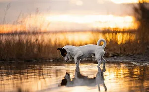 38 Dreamy Moments Of Pets That I Caught On Camera