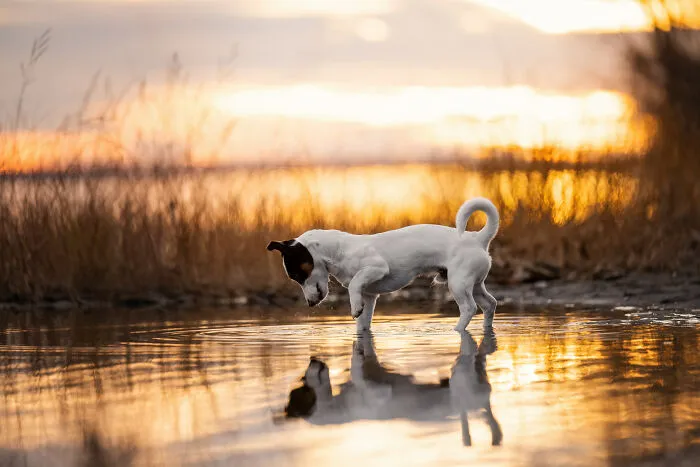 38 Dreamy Moments Of Pets That I Caught On Camera