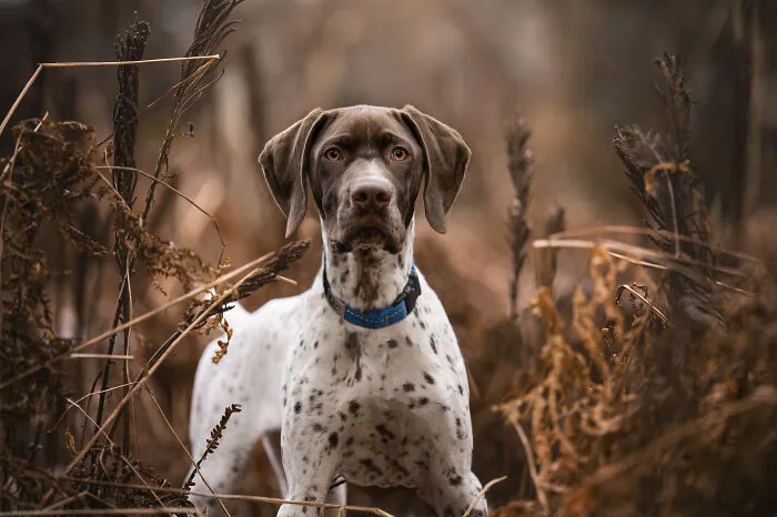 38 Dreamy Moments Of Pets That I Caught On Camera