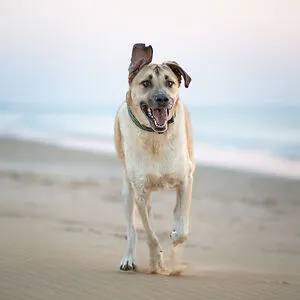Dogs are awesome