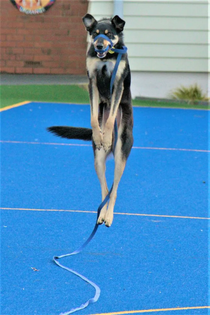 Rufus Practising His Ballet Moves