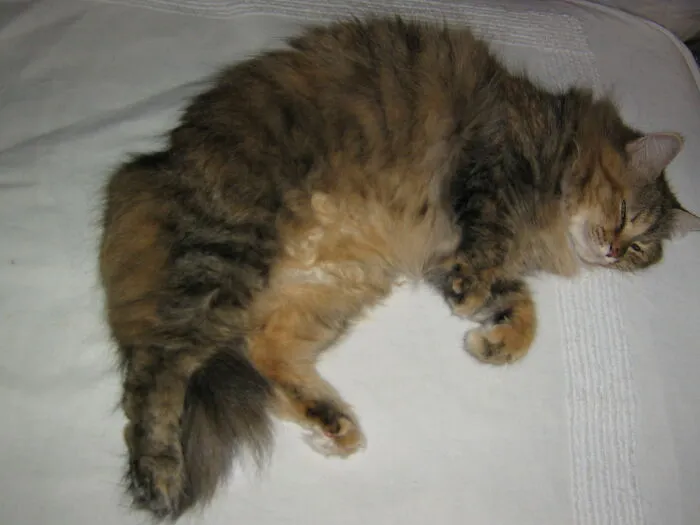 Ragamuffin, Who Came Right Off The Street