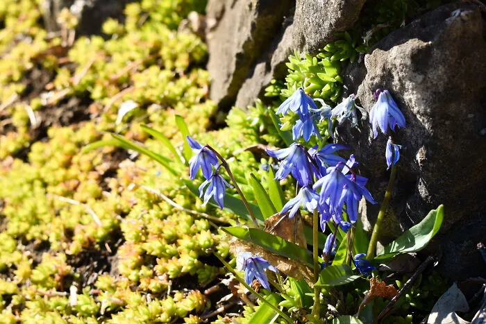 Some Photos I Took Of Plants And Flowers (8 Pics)