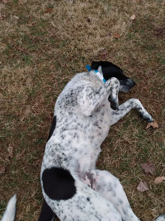 My Dog Rocky, Who Is Being Part Wiggle Worm In This Pic