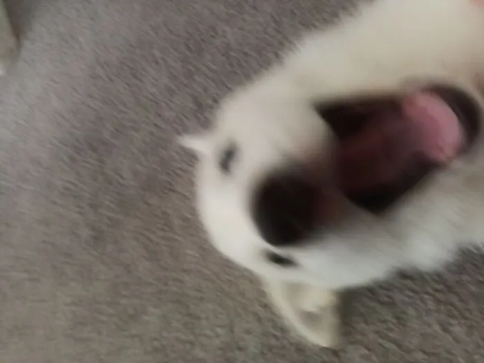 Huskies Are Weird