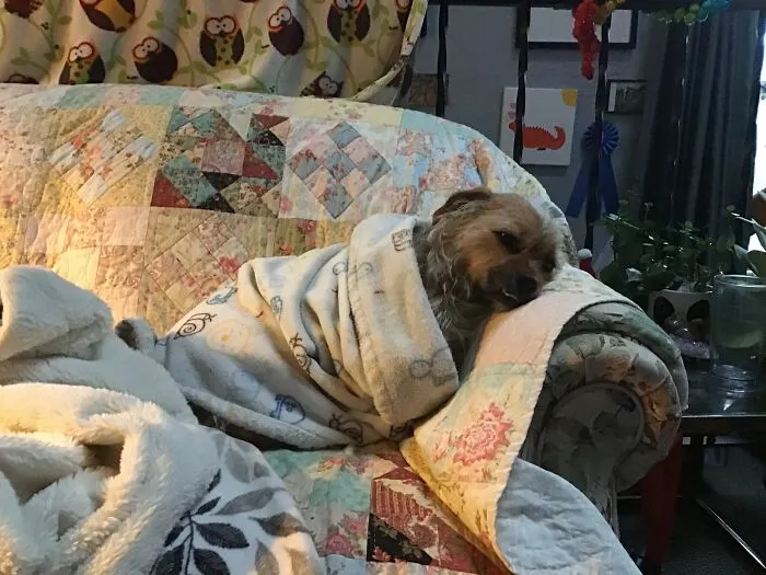 Frank The Burrito
