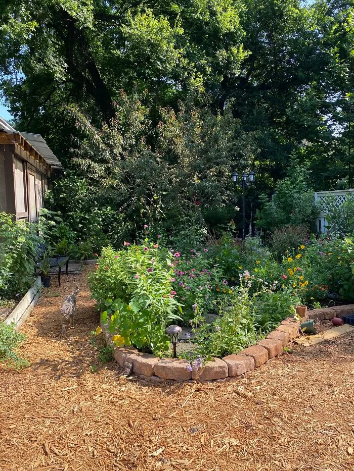My Florida Garden (With Feral Cat)