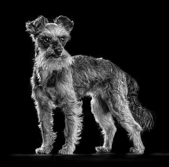 I'm Making A Coffee-Table Book To Support Veterans With PTSD-Trained Service Dogs (27 Pics)