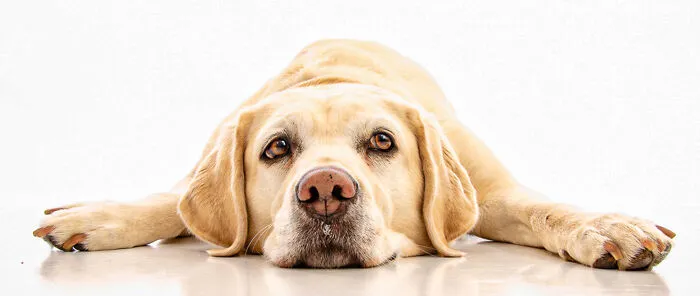 I'm Making A Coffee-Table Book To Support Veterans With PTSD-Trained Service Dogs (27 Pics)