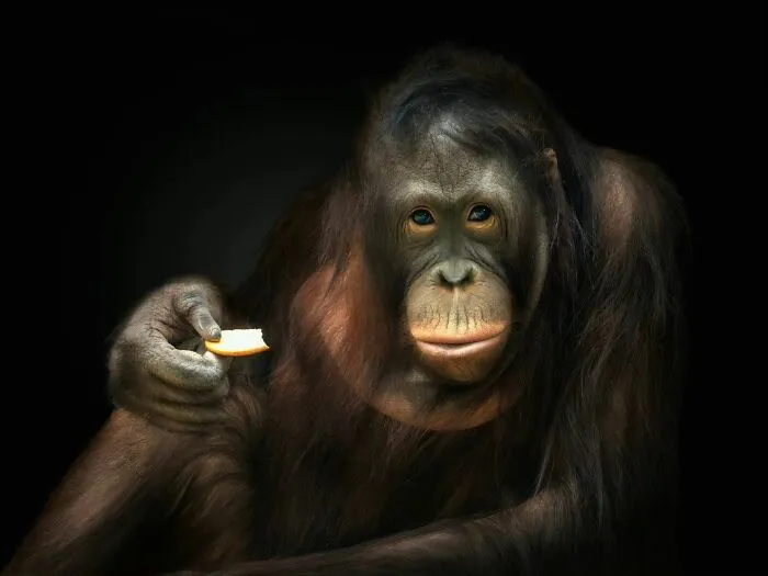 Wild Animals From Up Close: 19 Portraits By Pedro Jarque Krebs (New Pics)
