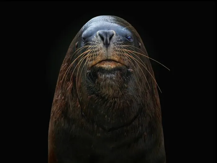 Wild Animals From Up Close: 19 Portraits By Pedro Jarque Krebs (New Pics)