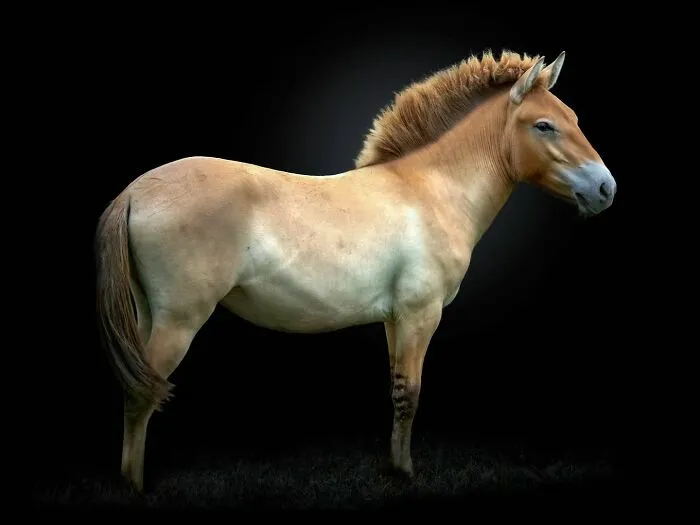 Wild Animals From Up Close: 19 Portraits By Pedro Jarque Krebs (New Pics)