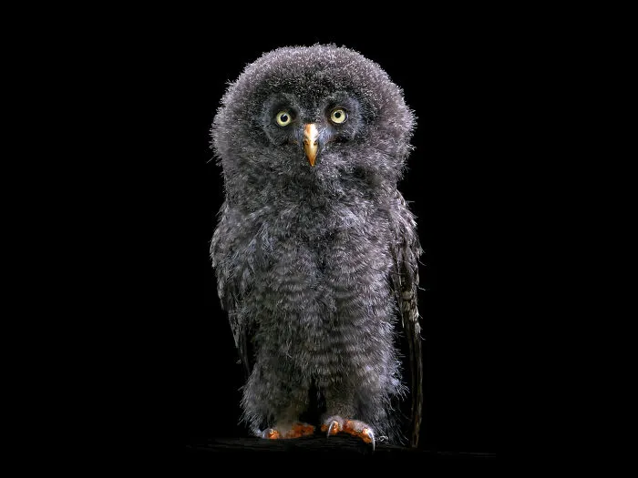 Wild Animals From Up Close: 19 Portraits By Pedro Jarque Krebs (New Pics)