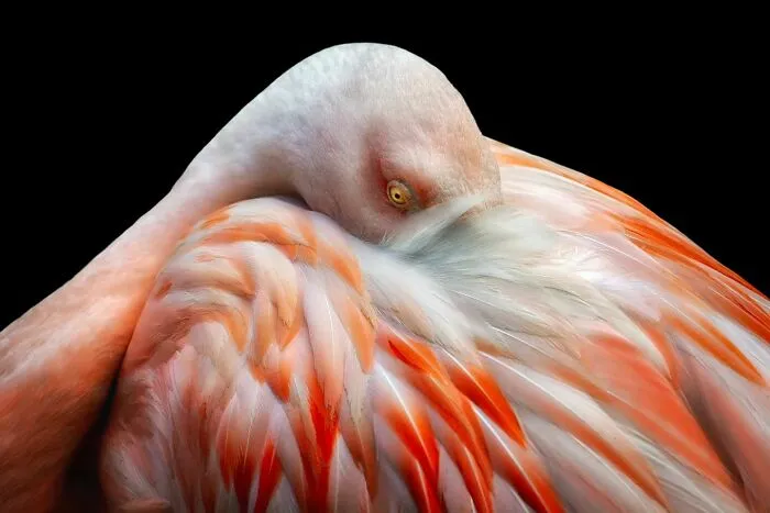 Wild Animals From Up Close: 19 Portraits By Pedro Jarque Krebs (New Pics)