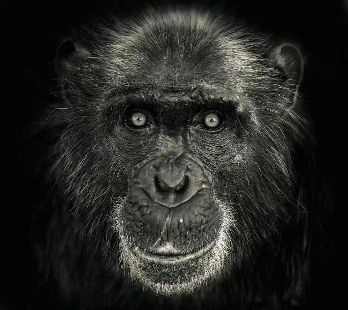 Wild Animals From Up Close: 19 Portraits By Pedro Jarque Krebs (New Pics)