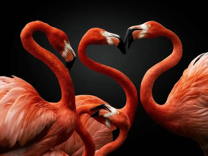 Wild Animals From Up Close: 19 Portraits By Pedro Jarque Krebs (New Pics)