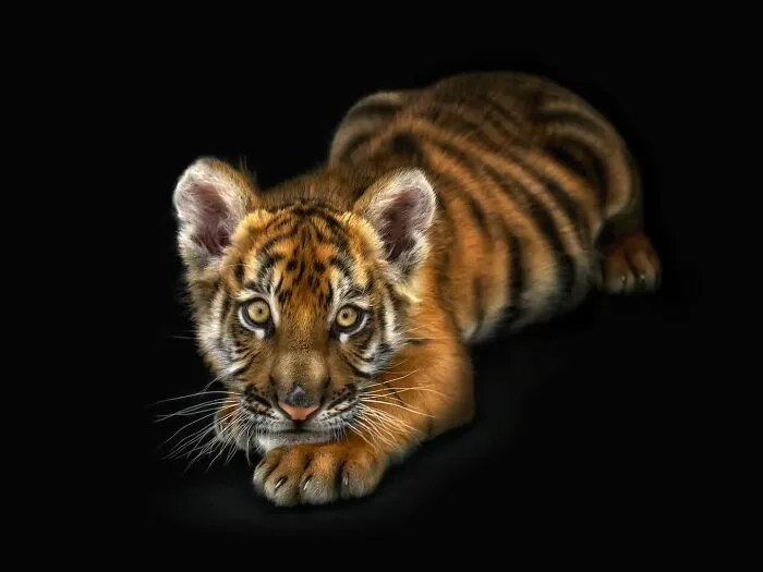 Wild Animals From Up Close: 19 Portraits By Pedro Jarque Krebs (New Pics)
