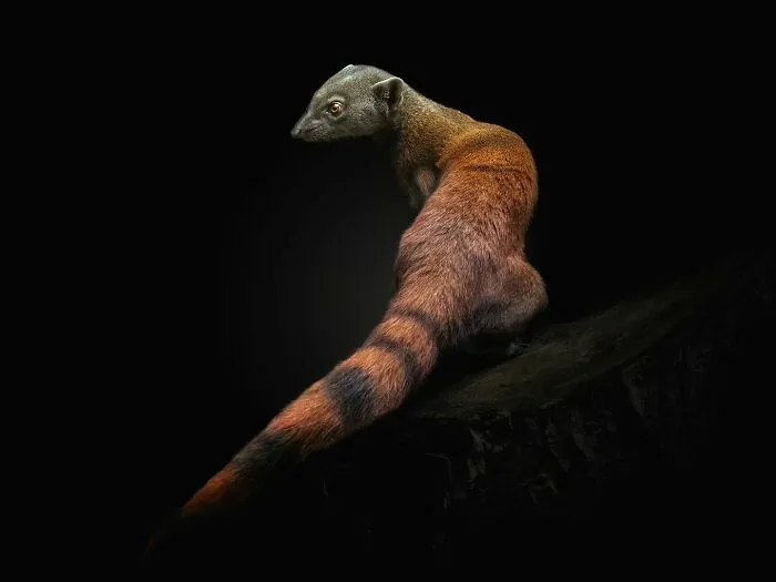 Wild Animals From Up Close: 19 Portraits By Pedro Jarque Krebs (New Pics)