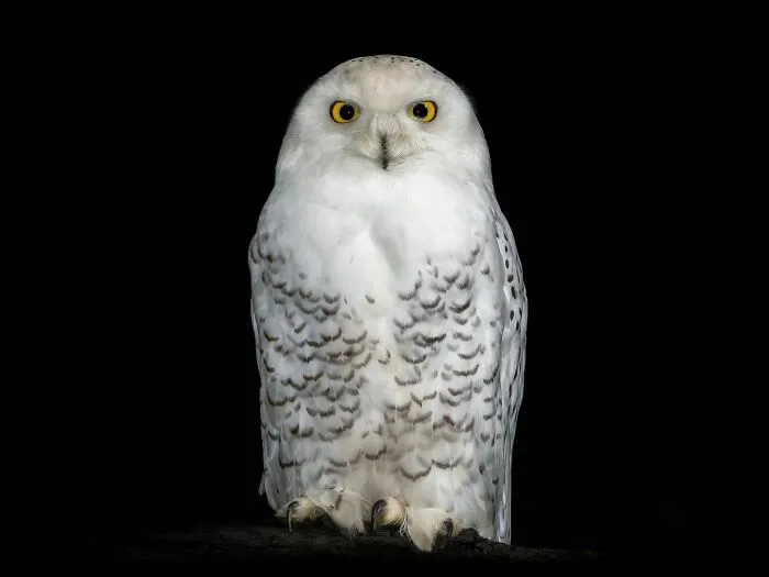 Wild Animals From Up Close: 19 Portraits By Pedro Jarque Krebs (New Pics)