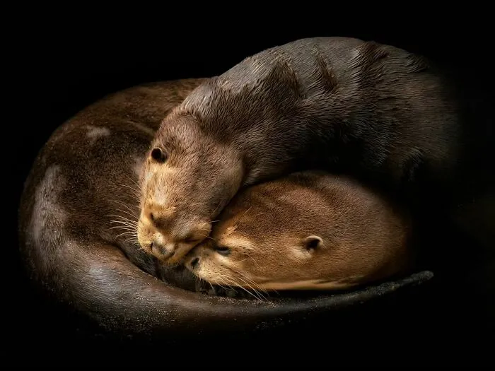 Wild Animals From Up Close: 19 Portraits By Pedro Jarque Krebs (New Pics)