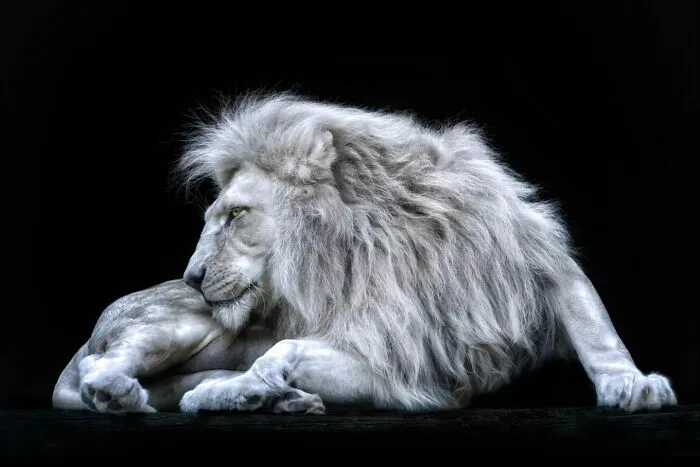 Wild Animals From Up Close: 19 Portraits By Pedro Jarque Krebs (New Pics)