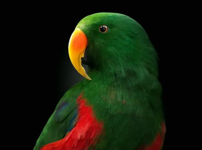 Wild Animals From Up Close: 19 Portraits By Pedro Jarque Krebs (New Pics)