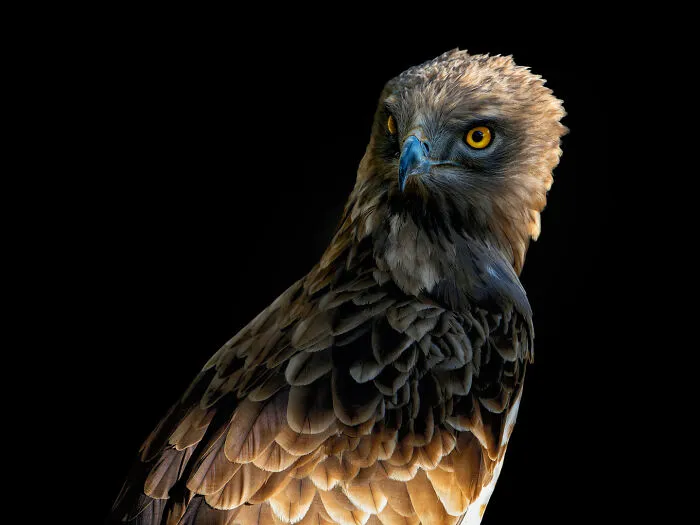 Wild Animals From Up Close: 19 Portraits By Pedro Jarque Krebs (New Pics)