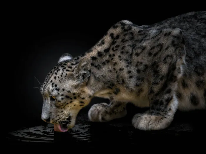 Wild Animals From Up Close: 19 Portraits By Pedro Jarque Krebs (New Pics)