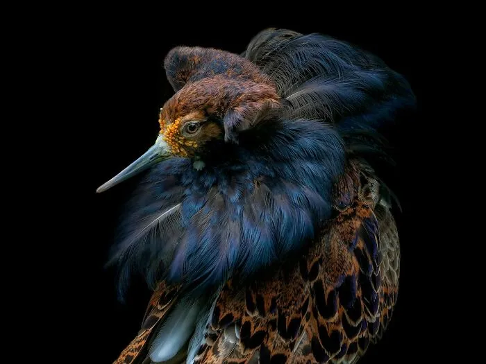 Wild Animals From Up Close: 19 Portraits By Pedro Jarque Krebs (New Pics)