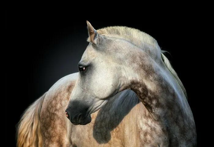 Wild Animals From Up Close: 19 Portraits By Pedro Jarque Krebs (New Pics)