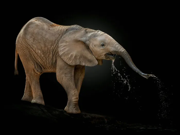Wild Animals From Up Close: 19 Portraits By Pedro Jarque Krebs (New Pics)