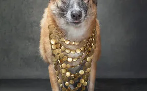 I Interviewed Dogs And Wrote A Book Sharing Their Stories, Here Are 15 Of The Featured Dogs