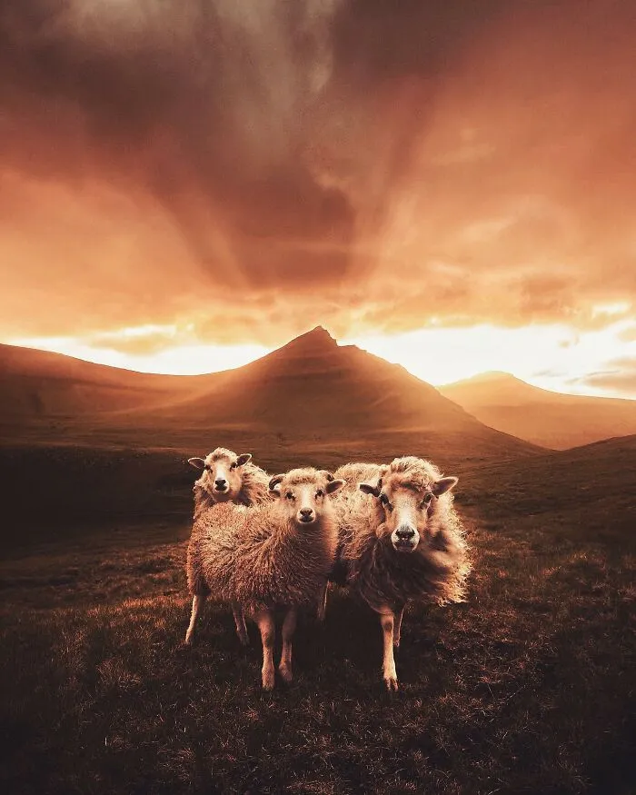 30 Mesmerizing Photos By Juuso Hämäläinen Showcasing The Magic Of Life On Our Planet