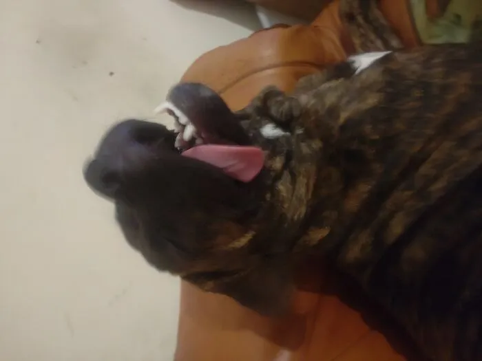 My Dog Lost Her Last Brain Cell (5 Months Old)