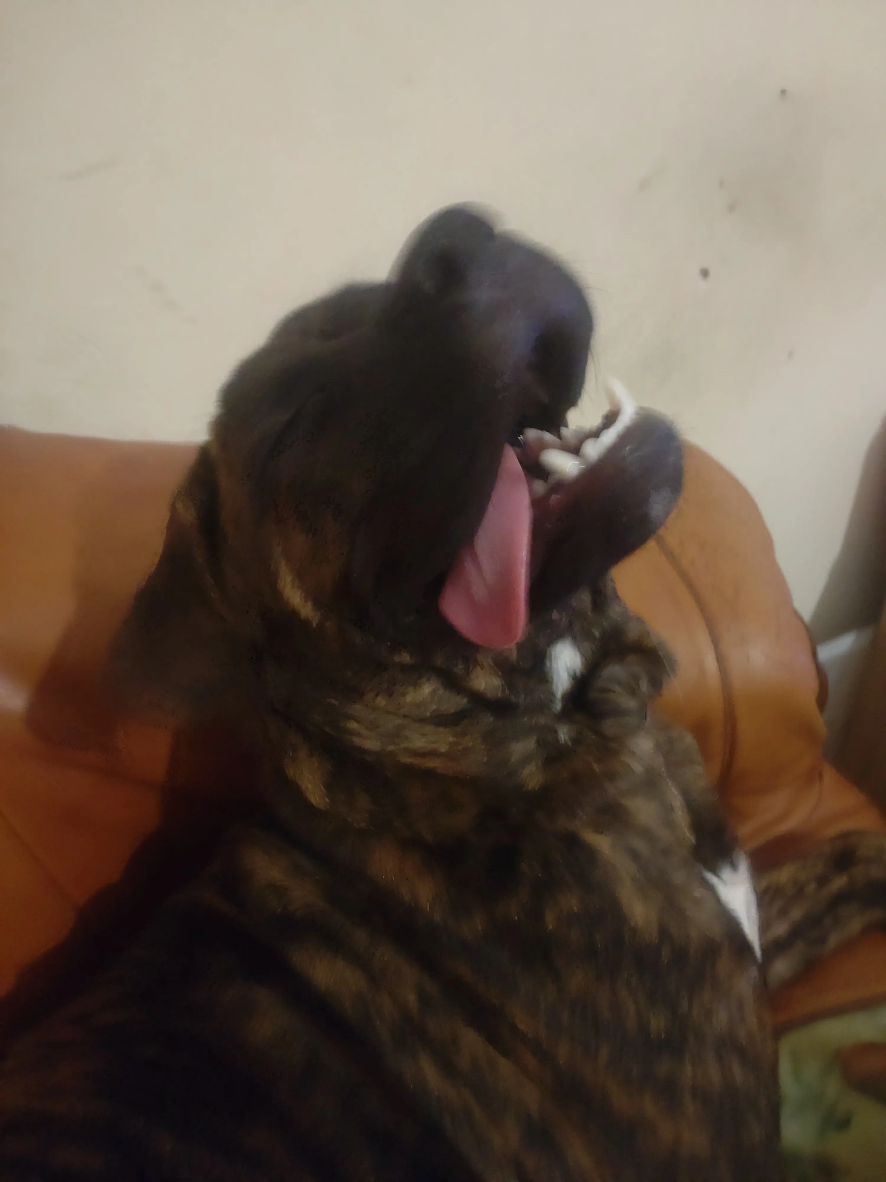 Most Daft Your Pet Looks