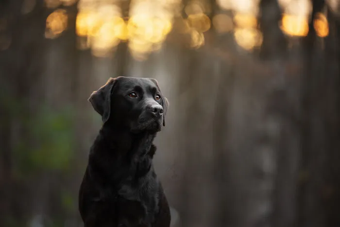 38 Dreamy Moments Of Pets That I Caught On Camera