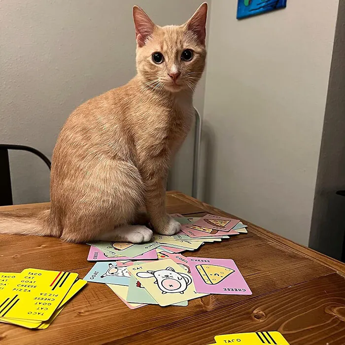 Say Goodbye To King’s Cup; <span Style="Font:inherit;color:#d74b1f;"> Pizza, Taco, Goat, Cat</Span> Is The New Card It Game