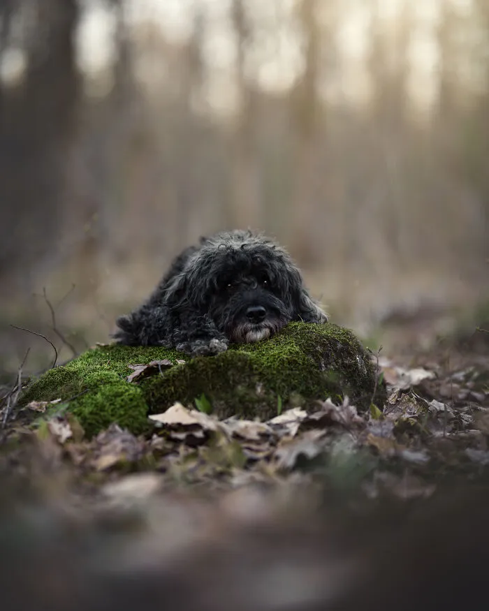 38 Dreamy Moments Of Pets That I Caught On Camera