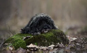 38 Dreamy Moments Of Pets That I Caught On Camera