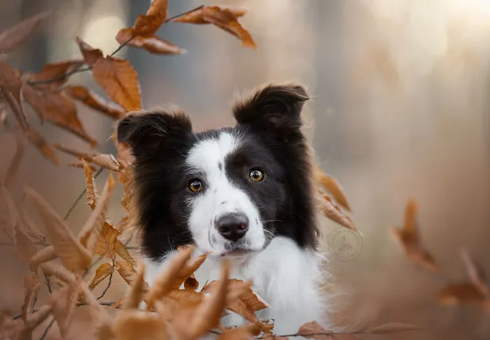 38 Dreamy Moments Of Pets That I Caught On Camera