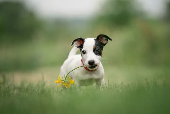 38 Dreamy Moments Of Pets That I Caught On Camera